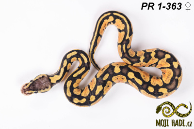 hadi na prodej, mládě, český chov hadů, odchov hadů, mojihadi.cz, Python regius, ballpython, krajta královská, Pastel, poss het Orange Ghost